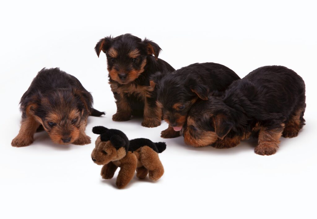 Unlock the Secrets to Successfully Teach Puppy Socializing