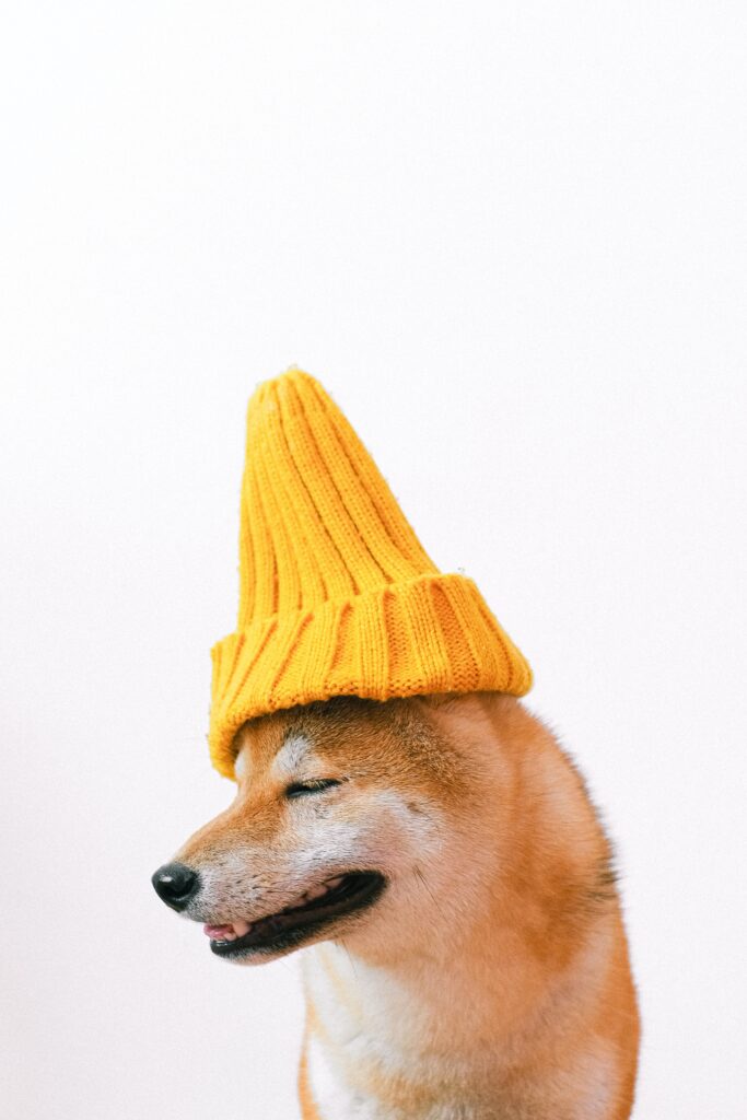 Calming Dog Apparel