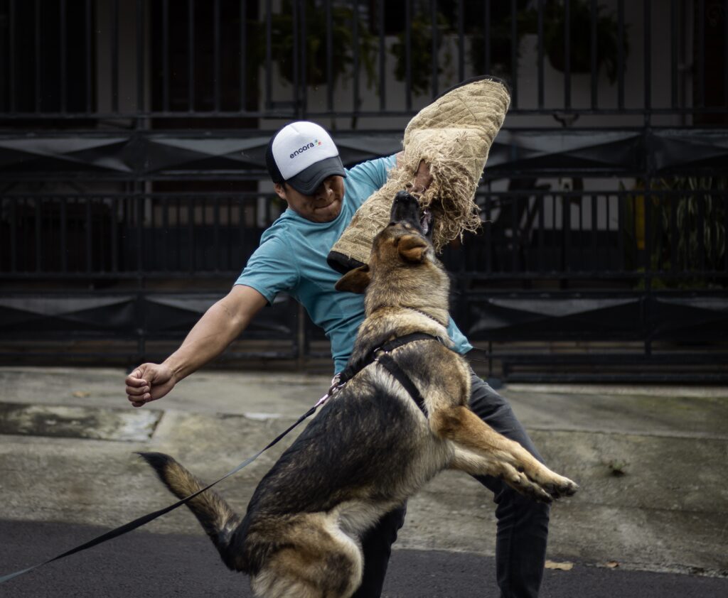 Keep your pup's joints strong: Essential exercises for puppies
