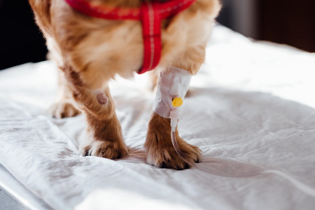 Puppy First Aid Essentials: What Every Dog Owner Should Know