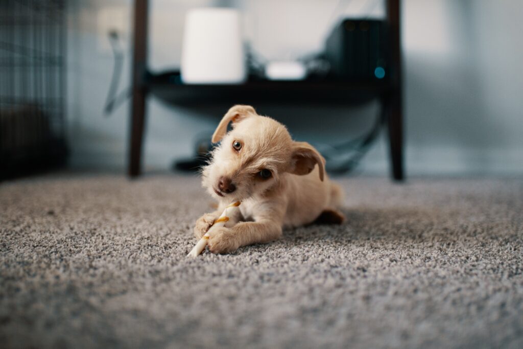  teach puppy socializing, remember that each furry friend