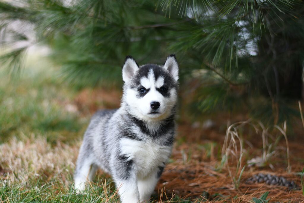 The Power of Positive Reinforcement: Reward-Based Training in Puppy Socialization