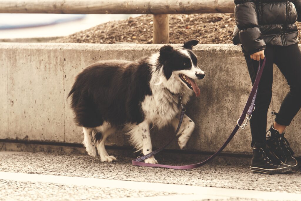 Soothing Your Dog's Anxiety with Aromatherapy from Plants