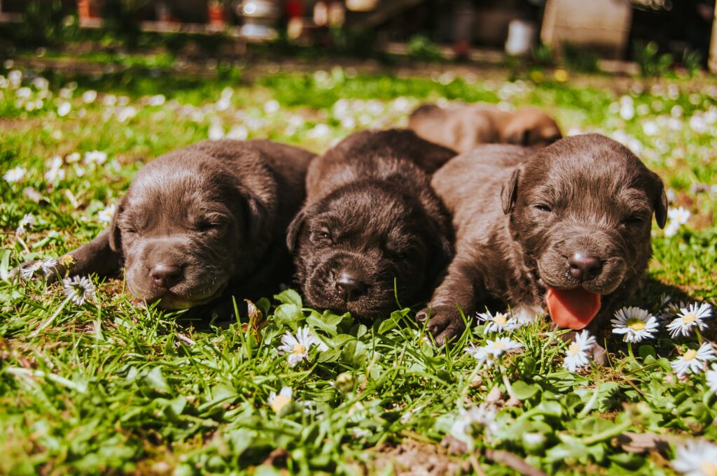 The Enchantment of Playdates: Organizing Socialization Sessions for Your Puppy