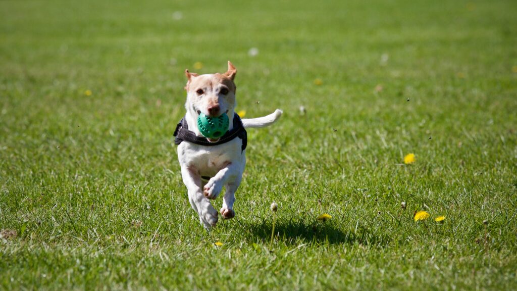 The Benefits of Physical Exercise in Reducing Dog Anxiety