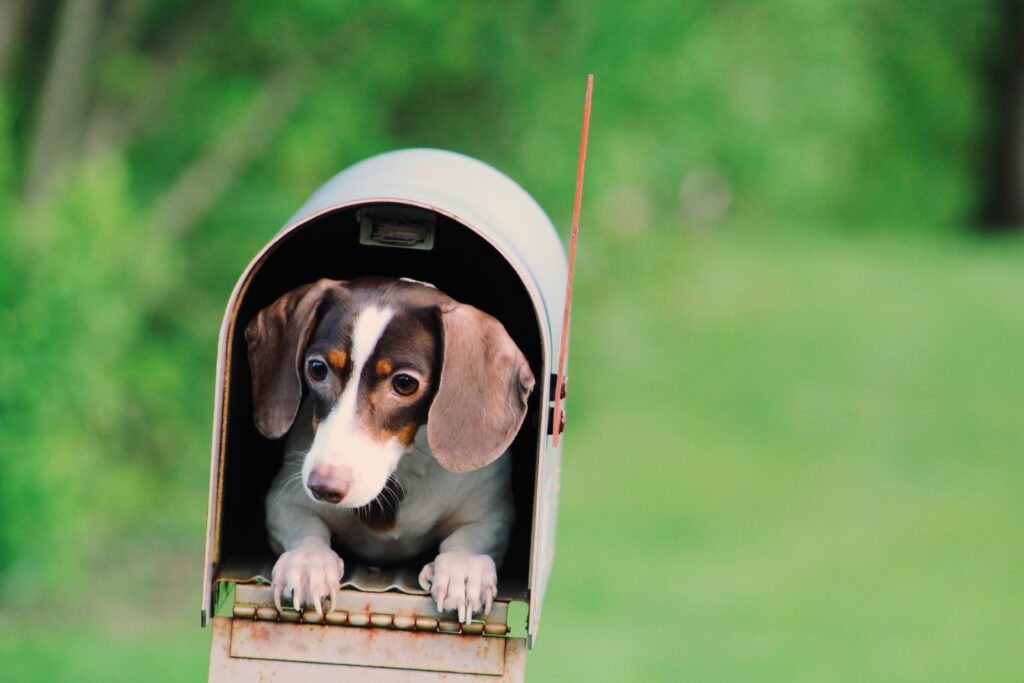 The Enchanted Realm of Social Gatherings: Teaching Your Puppy to Navigate Parties and Events