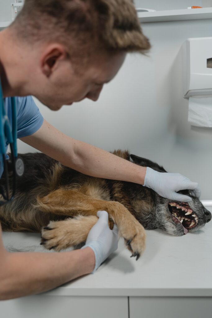 The Cost of Professional Dog Dental Care: What to Expect