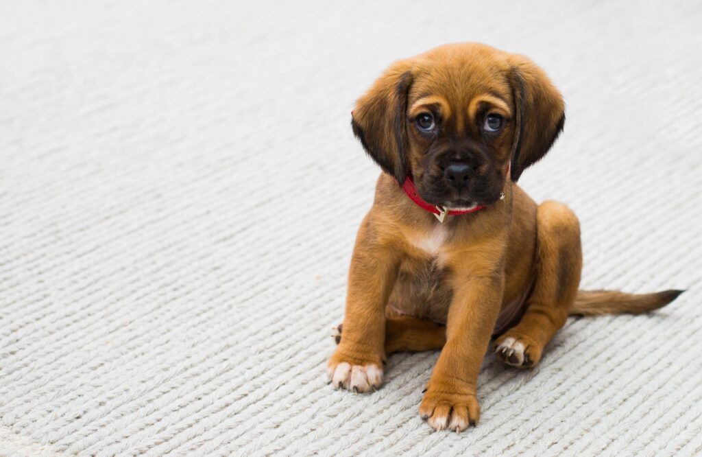 The Magical Solutions to Puppy Separation Anxiety