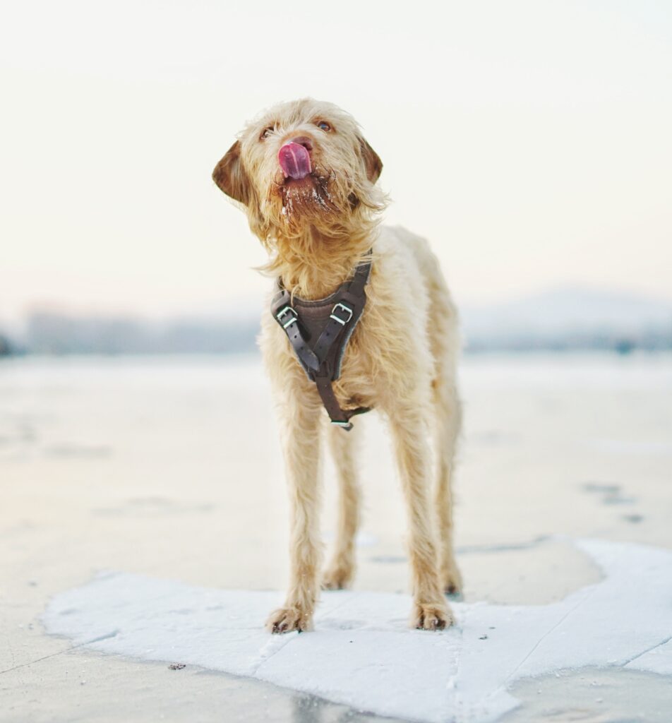 How Long Does Puppy Potty Training Usually Take?