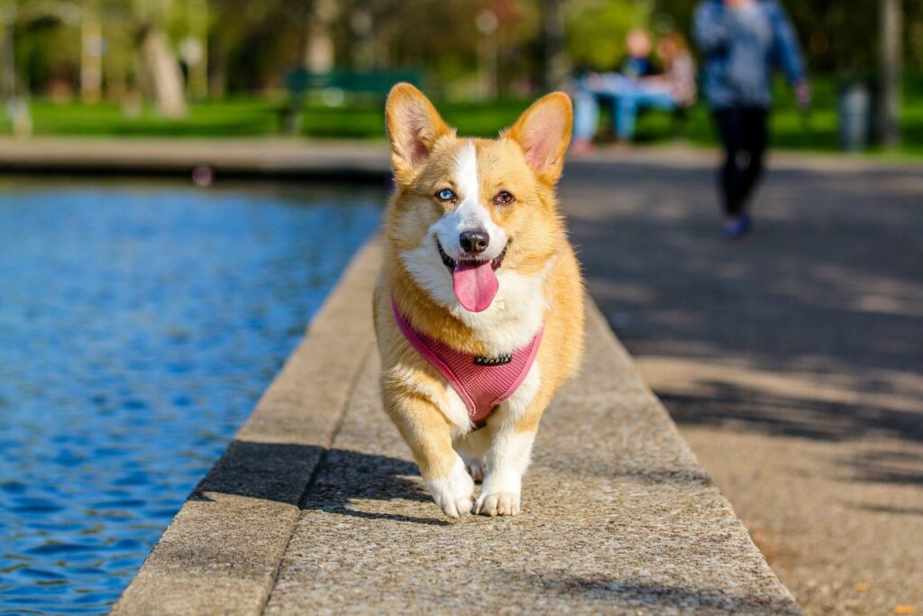 Understanding the Canine Affinity for Dairy: Exploring Why Dogs Are Drawn to It