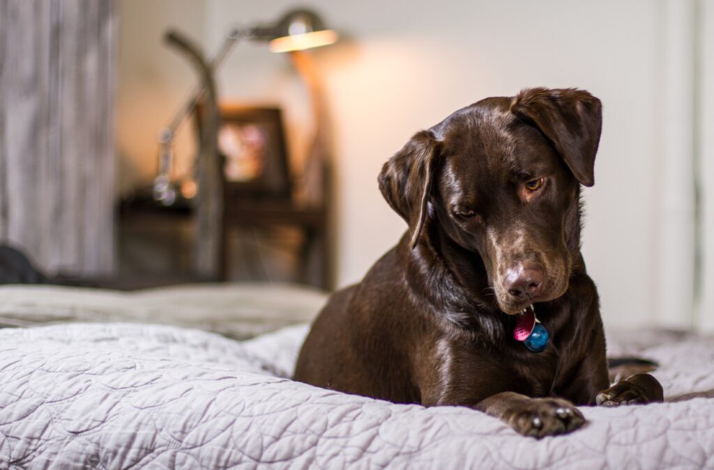 DIY Dog Crate Cover Ideas: Personalizing Your Pet's Space