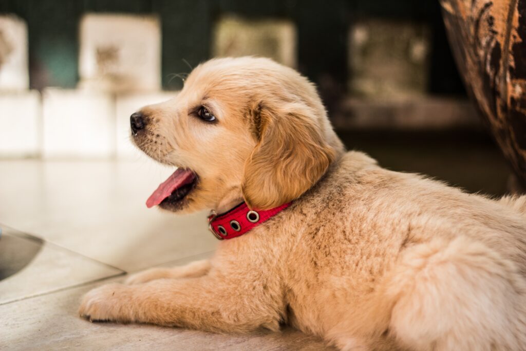 Different Types of Dog Groomer and their Services: Finding the Right Fit for Your Pet