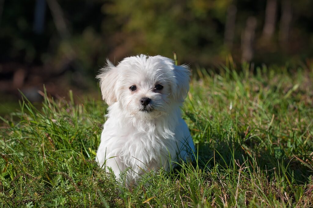 Are there any nutritional components in dairy that dogs find enticing?