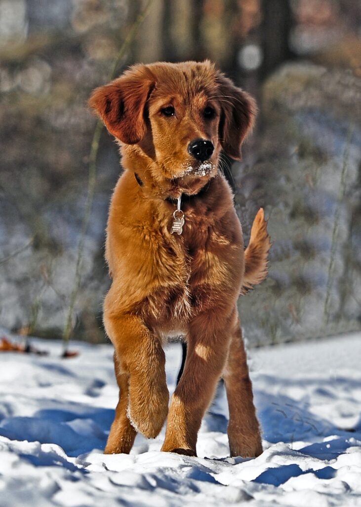 Tips for Successful Puppy Potty Training: Patience and Consistency